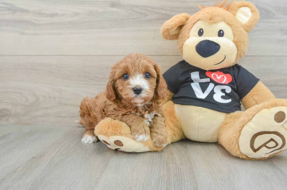 6 week old Cavapoo Puppy For Sale - Simply Southern Pups