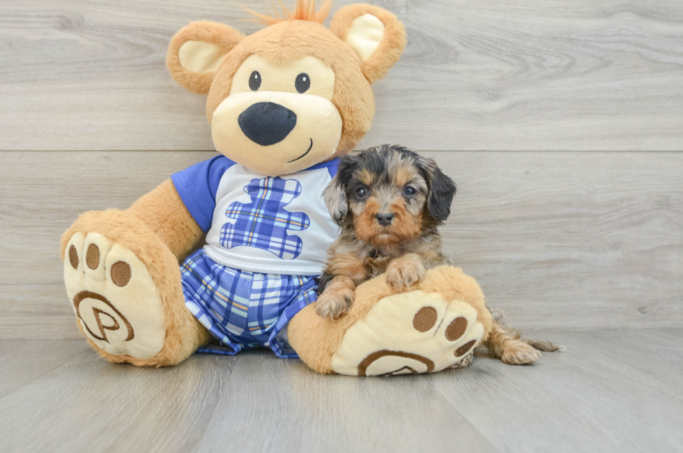 5 week old Cavapoo Puppy For Sale - Simply Southern Pups