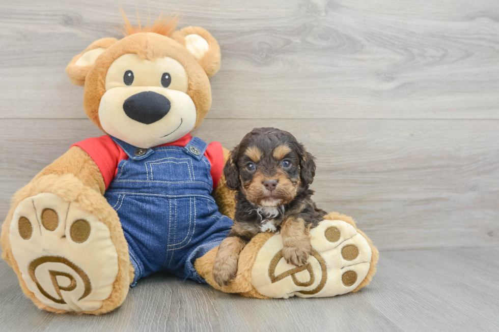 Energetic Cavoodle Poodle Mix Puppy