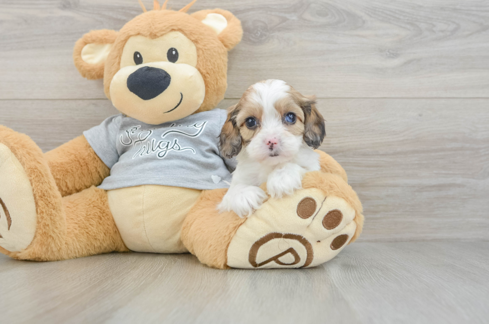 5 week old Cavapoo Puppy For Sale - Simply Southern Pups