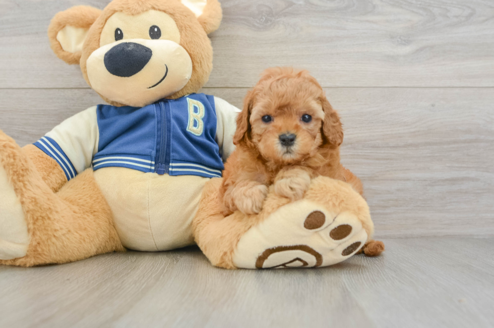 6 week old Cavapoo Puppy For Sale - Simply Southern Pups