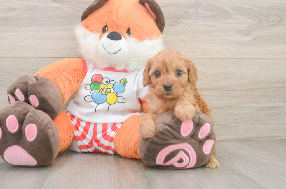 6 week old Cavapoo Puppy For Sale - Simply Southern Pups