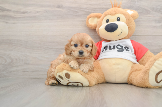 Cavapoo Pup Being Cute
