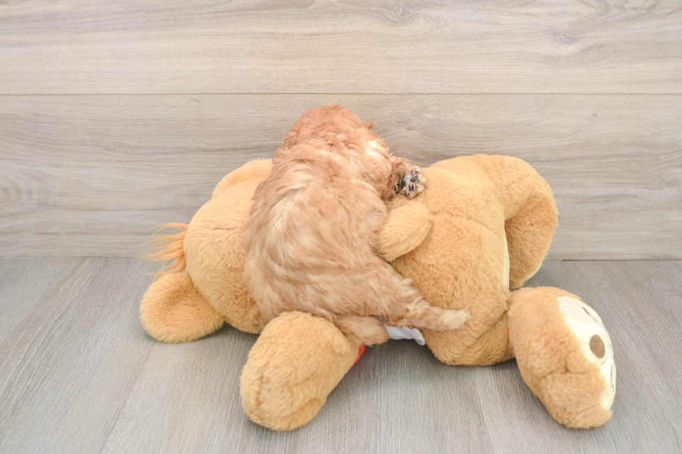 Playful Cavapoodle Poodle Mix Puppy