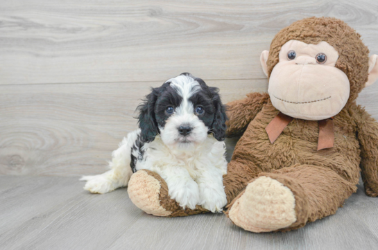 Smart Cavapoo Poodle Mix Pup