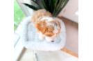 Cute Cavapoo Poodle Mix Pup