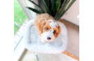 Cute Cavapoo Baby
