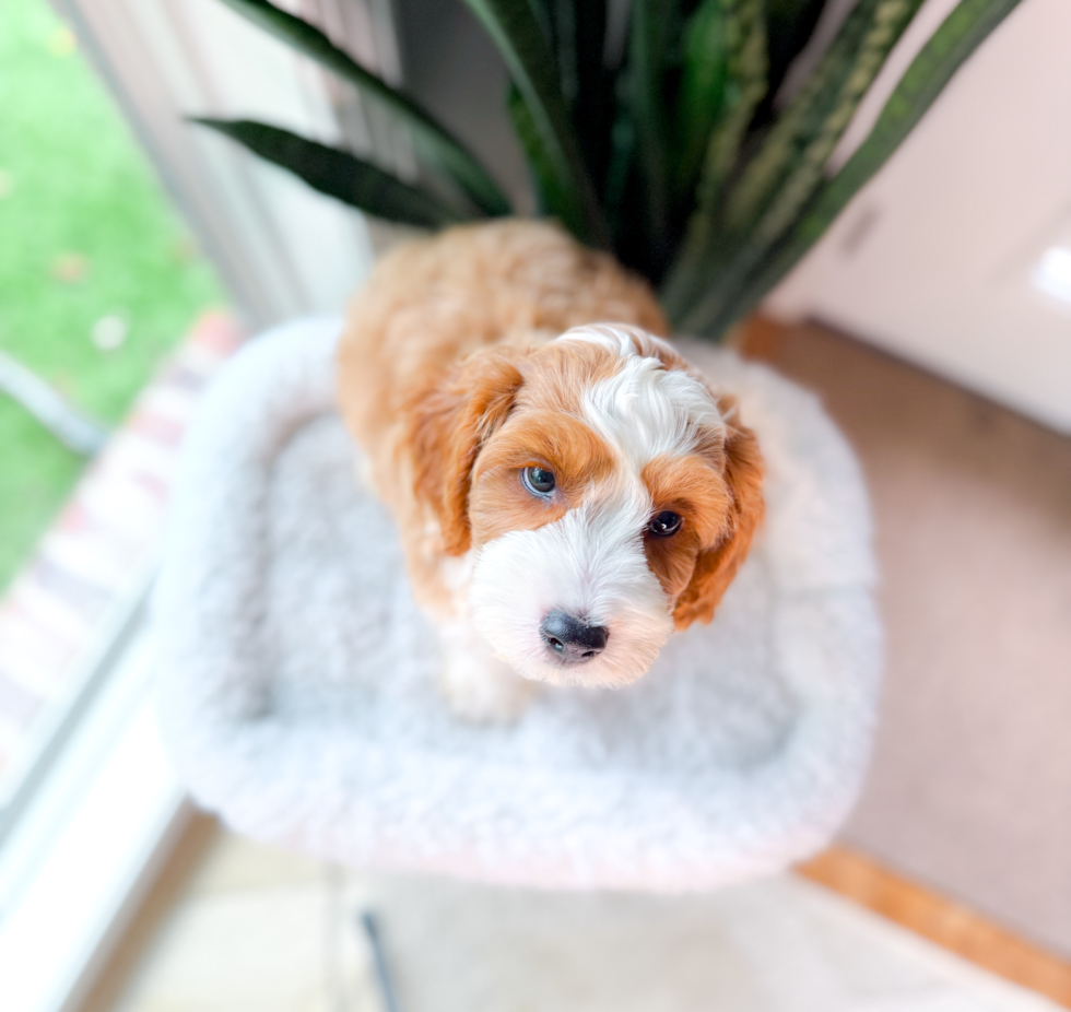 Cute Cavapoo Baby
