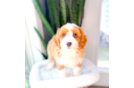 Cute Cavoodle Poodle Mix Puppy