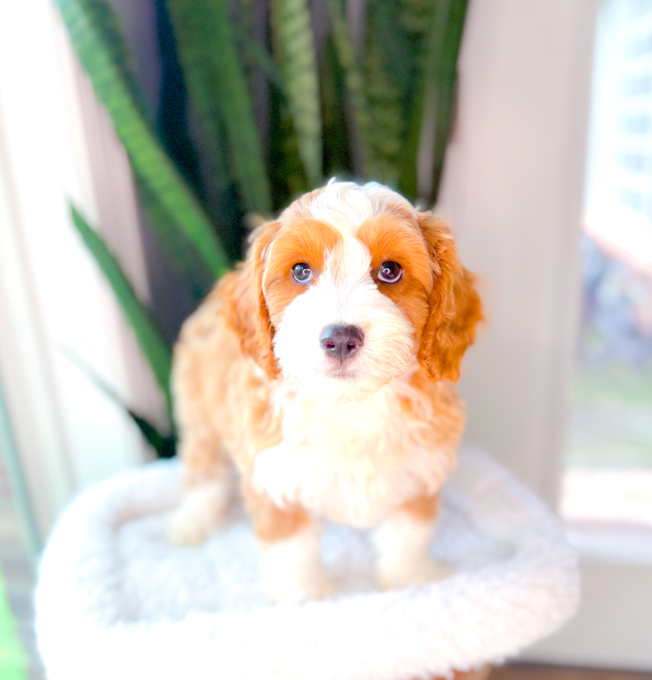 Cute Cavoodle Poodle Mix Puppy