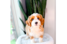Cute Cavapoo Poodle Mix Pup