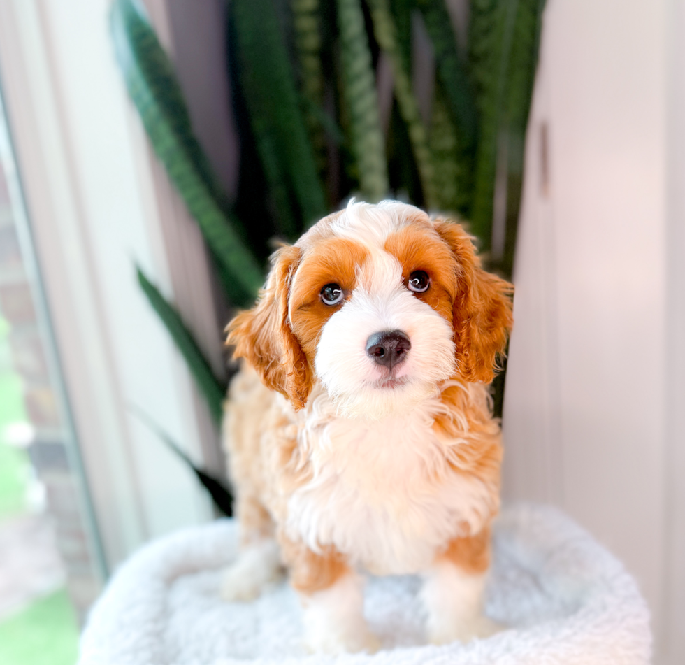 Cute Cavapoo Poodle Mix Pup