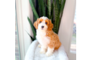 Cute Cavapoo Poodle Mix Pup