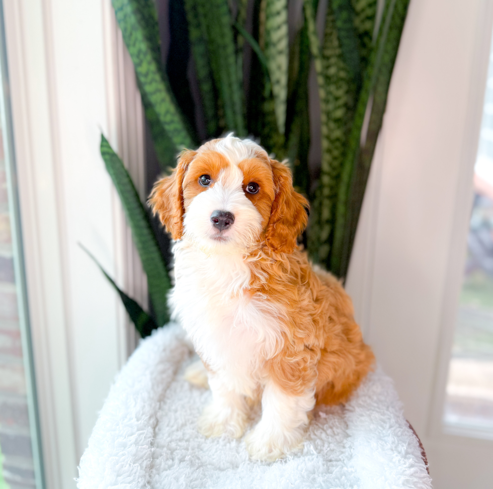 Cute Cavapoo Poodle Mix Pup