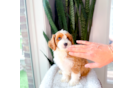 Cavapoo Puppy for Adoption