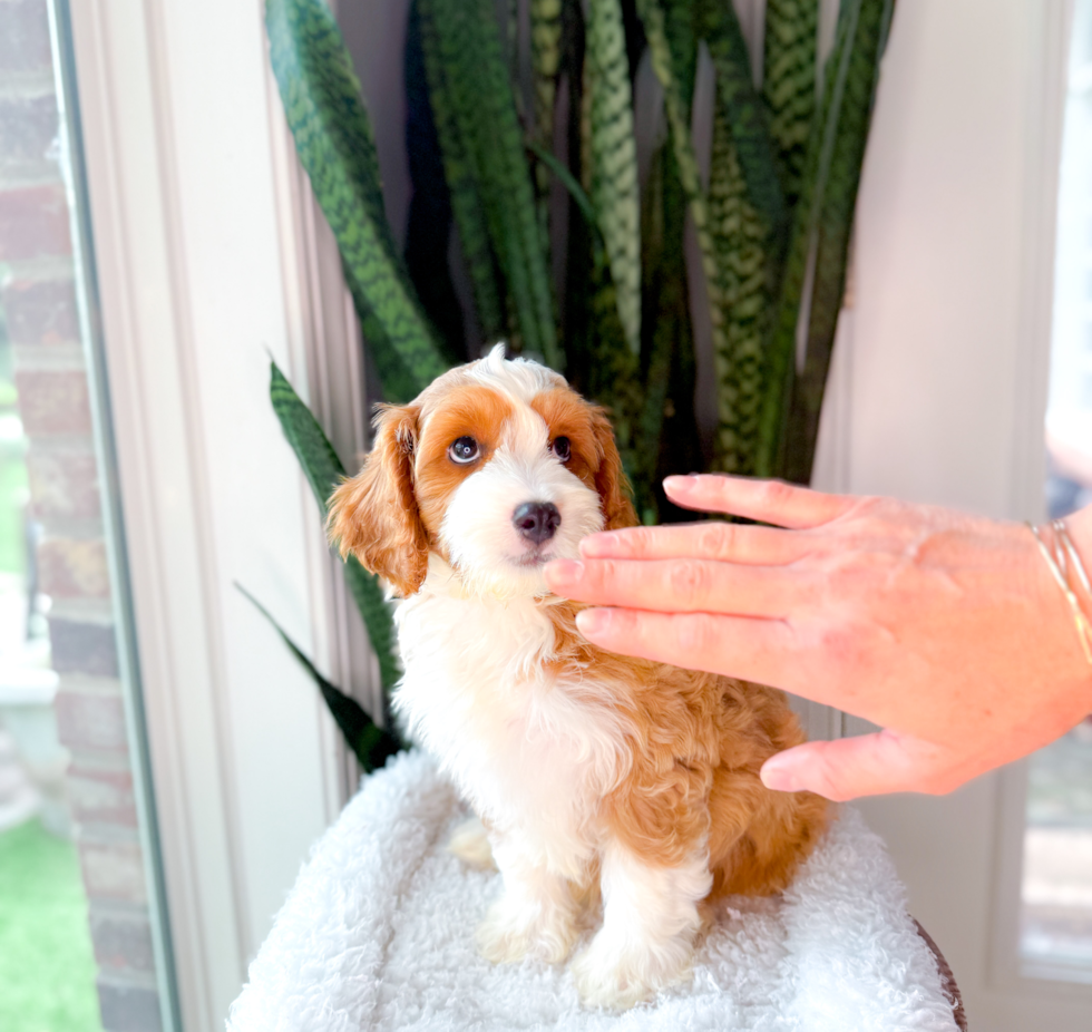 Cavapoo Puppy for Adoption
