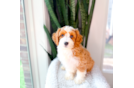 Best Cavapoo Baby