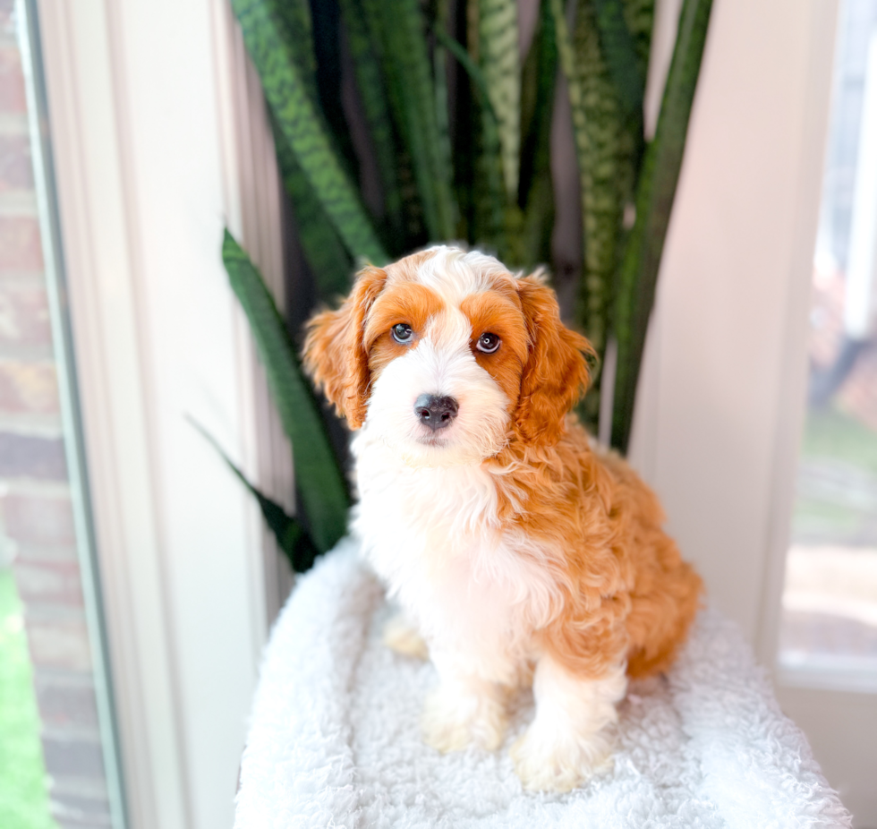 Best Cavapoo Baby