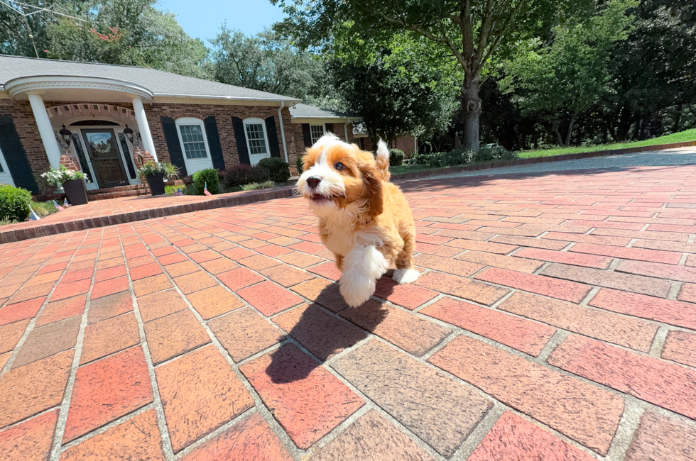 11 week old Cavapoo Puppy For Sale - Simply Southern Pups