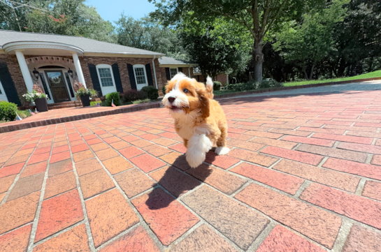 Cute Cavapoo Baby