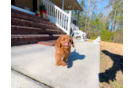 Cute Cavipoo Poodle Mix Puppy