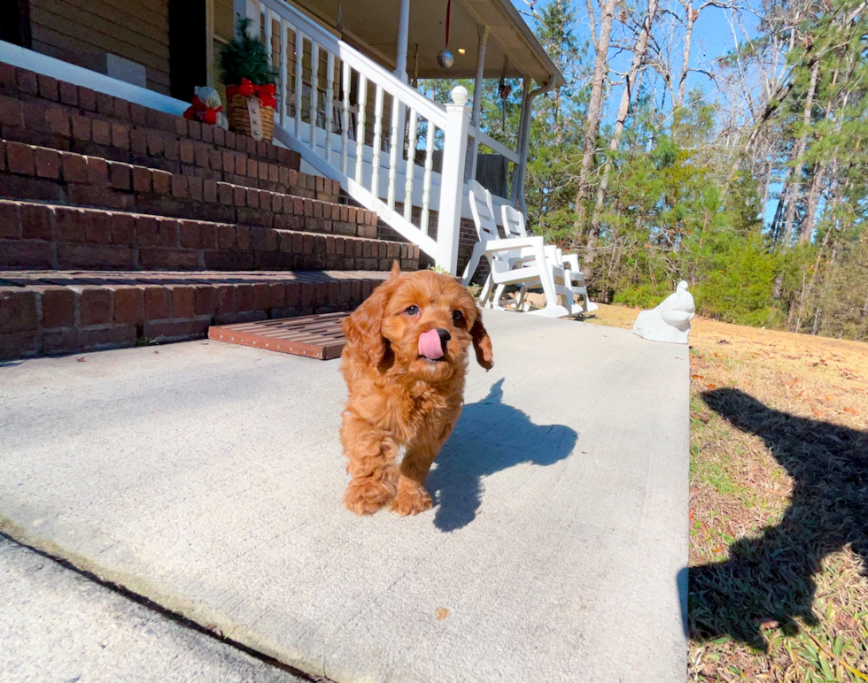 Cute Cavipoo Poodle Mix Puppy