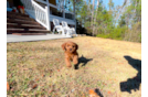 Cavapoo Pup Being Cute