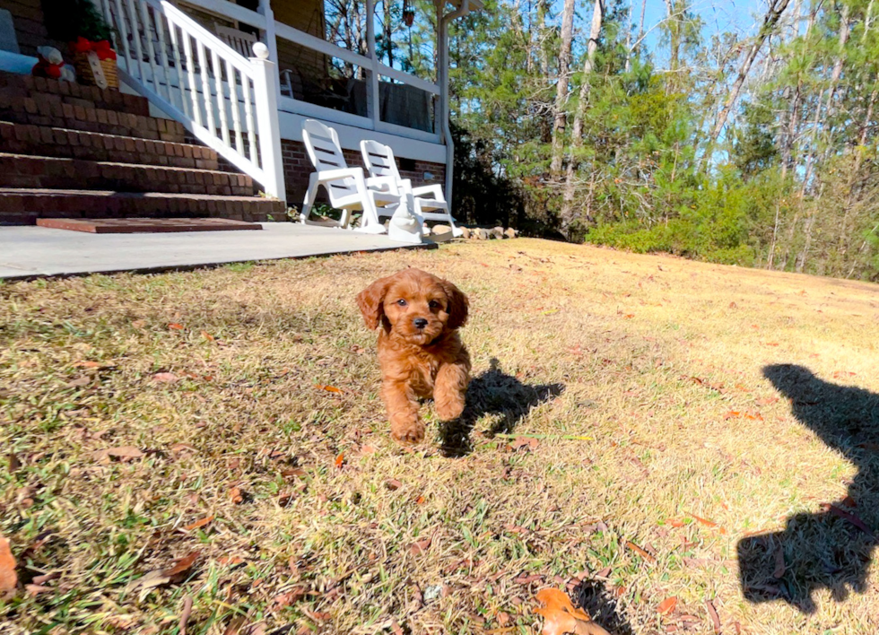 Cavapoo Pup Being Cute