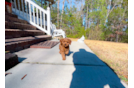 Cavapoo Puppy for Adoption