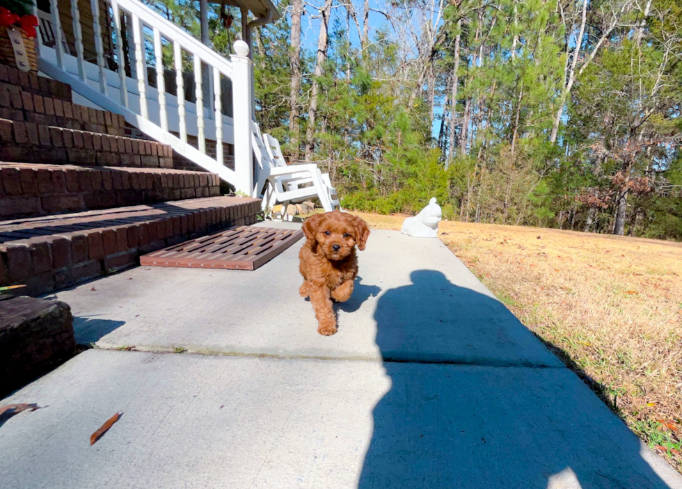 Cavapoo Puppy for Adoption