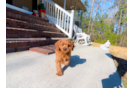 Cavapoo Puppy for Adoption