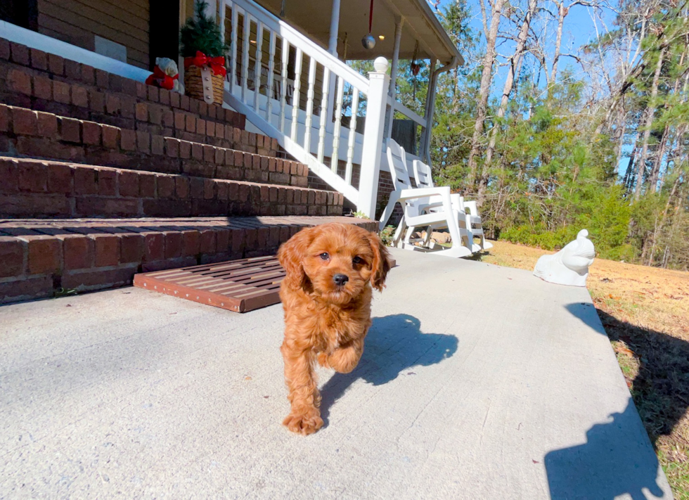 Cavapoo Puppy for Adoption