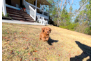 Cavapoo Puppy for Adoption