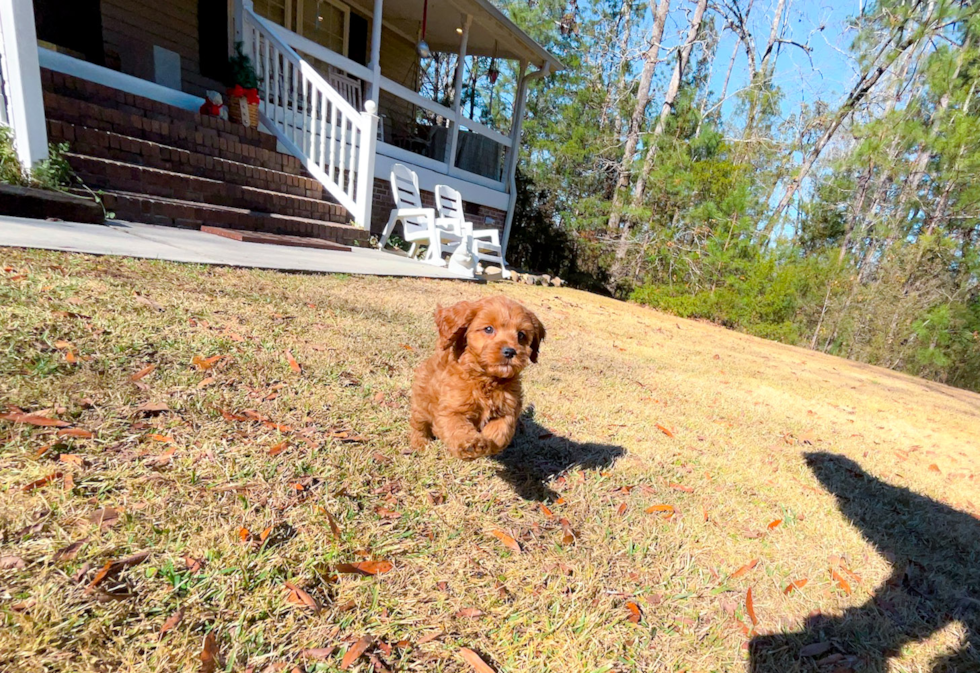 Cavapoo Puppy for Adoption