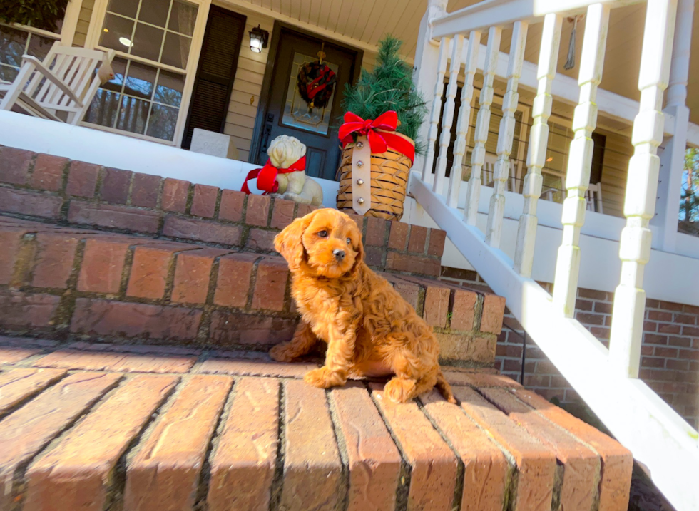 Cute Cavapoo Baby