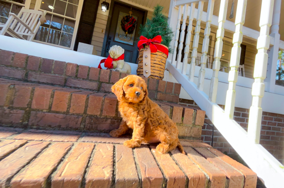 9 week old Cavapoo Puppy For Sale - Simply Southern Pups