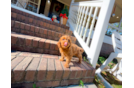 Cute Cavapoo Poodle Mix Pup