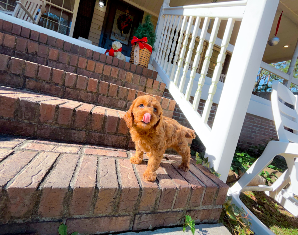 Cute Cavapoo Poodle Mix Pup