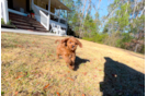 Cute Cavapoo Poodle Mix Pup