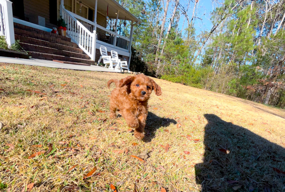 Cute Cavapoo Poodle Mix Pup