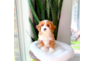 Cute Cavapoodle Poodle Mix Puppy