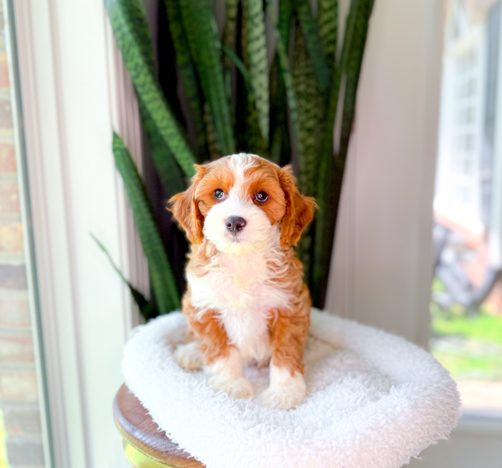 Cute Cavapoodle Poodle Mix Puppy