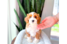 Cavapoo Puppy for Adoption