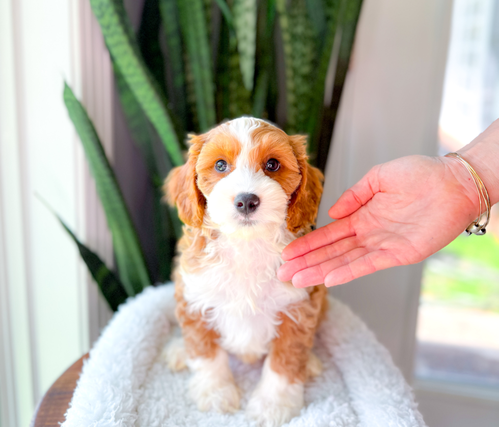 Cavapoo Puppy for Adoption