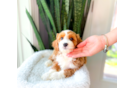 Cavapoo Puppy for Adoption