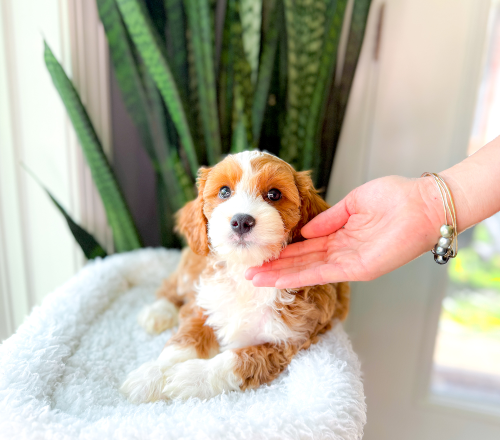 Cavapoo Puppy for Adoption