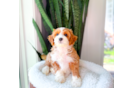 Cute Cavapoo Poodle Mix Pup