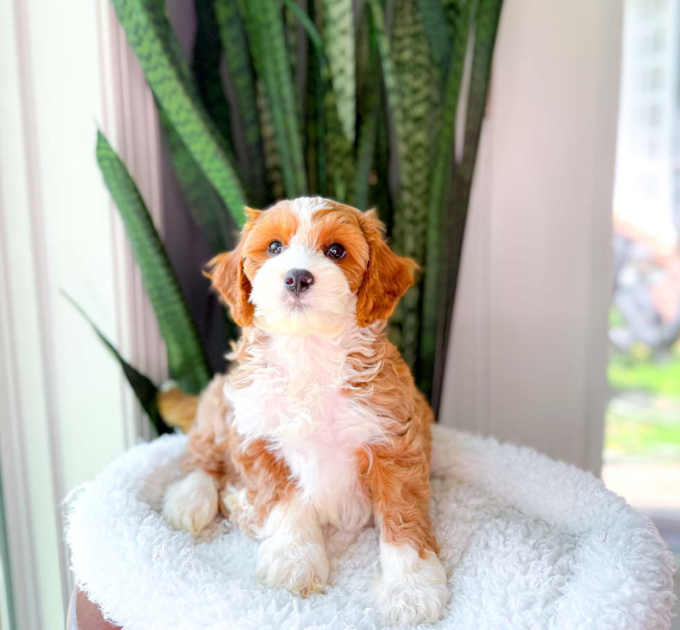 Cute Cavapoo Poodle Mix Pup