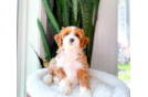 Cavapoo Pup Being Cute