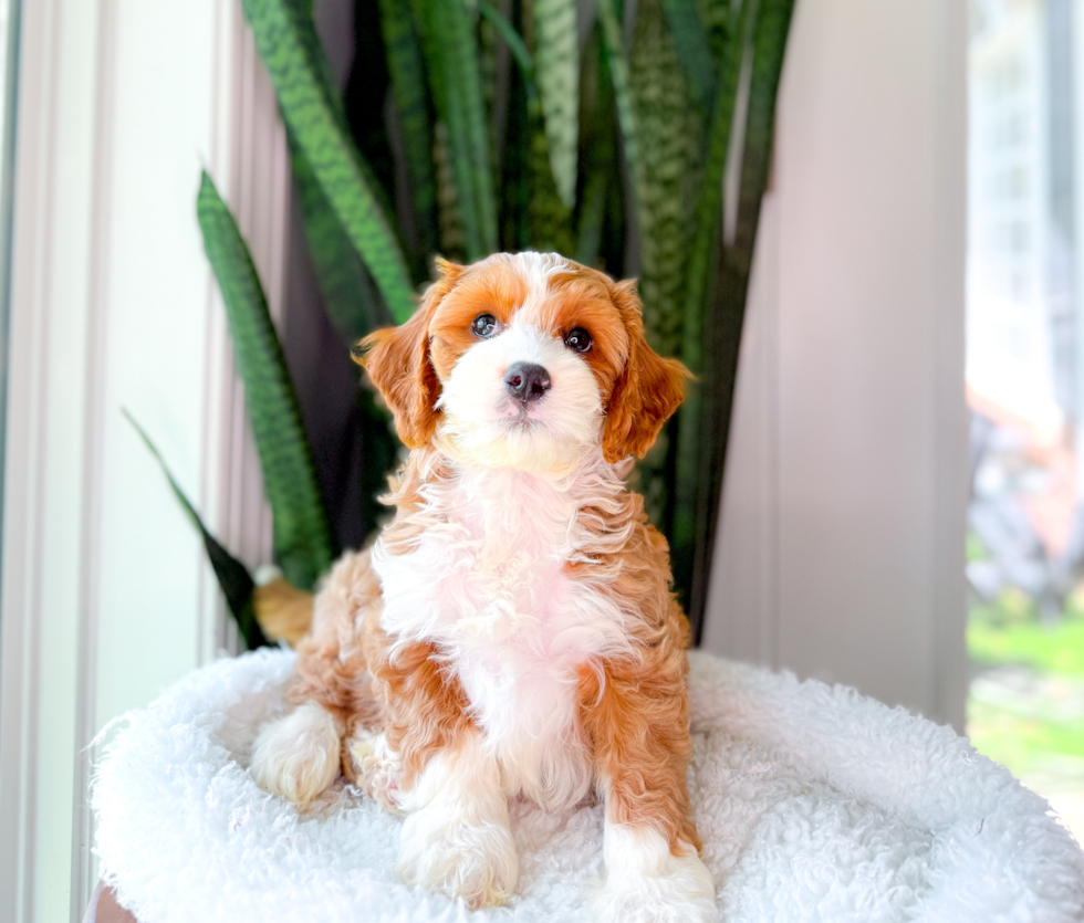Cavapoo Pup Being Cute